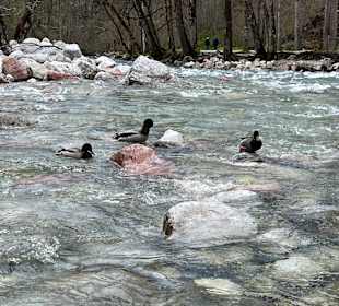 Malerwinkel am Königssee
