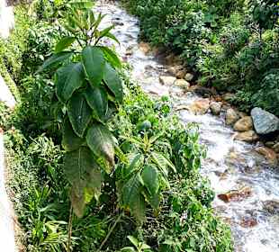 Aguas Calientes - Machu Picchu Pueblo