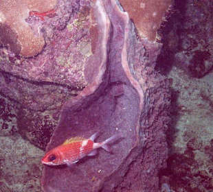 Soldatenfisch