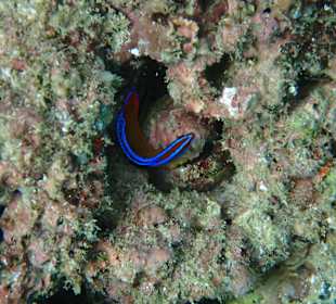 Unterwasserwelt Musandam