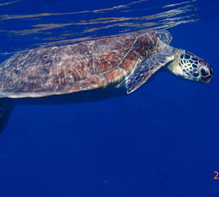 Eine "alte Bekannte"