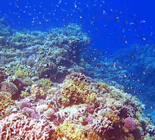 Schnorcheln am Hausriff