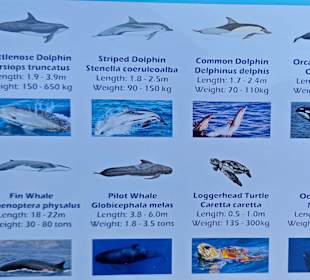 Delfin-Ticket (Rückseite)