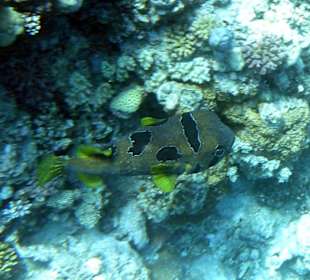 Maskenigelfisch am Hausriff