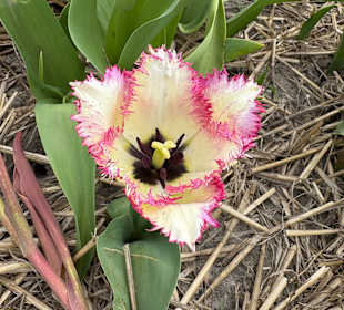 Floratuin Julianadorp