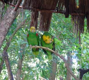 Xaman Ha Bird Park