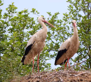 Storchendorf Zywkowo