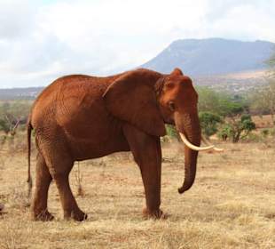 Elefant 