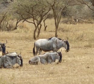 Gnus