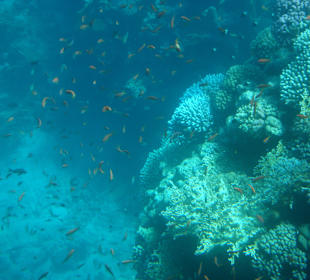 Podwodny świat sharm
