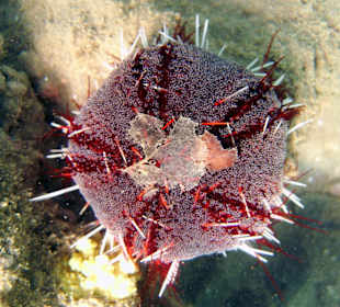 Seeigel