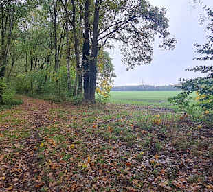 Untere Allerniederung bei Boye 