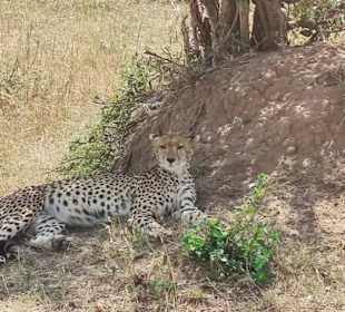 Geführte Touren Marco Polo Tours & Safaris Diani Beach
