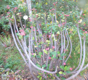 Botanischer Garten Puerto de la Cruz