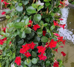 Verschiedene Rosenarten