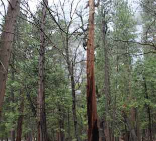 Yosemite Nationalpark