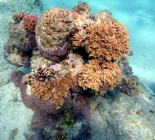 Riff Gorgonia 