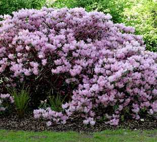 Spaziergang durch den Rhododendronpark im Mai