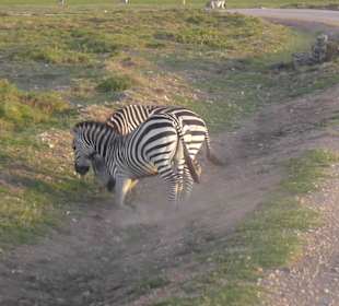 Strassen Überquerung