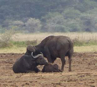 Eine Büffelfamilie - gehören zum Big Five