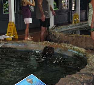 Becken im Key West Aquarium