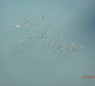 Hotel Nordeste Playa