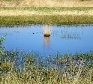 Rundgang durch das Stapeler Moor