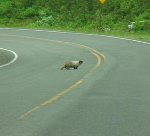 Marmot auf Straße