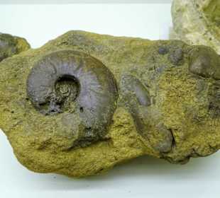Ammonit im Fränkische Schweiz Museum