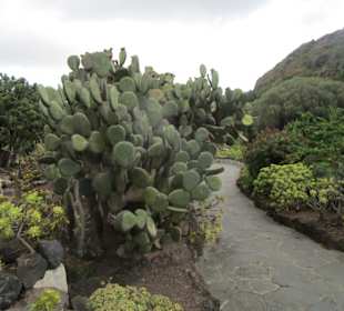  Botanischer Garten Jardin Canario