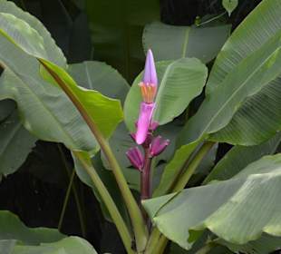 Orchideen Garten 