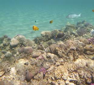 Schnorcheln Makadi Bay