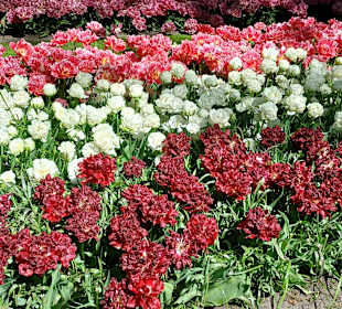 Keukenhof