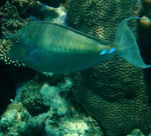 Hotel Lahami Bay Hausriff