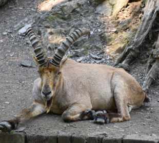 Westkaukasischer Steinbock