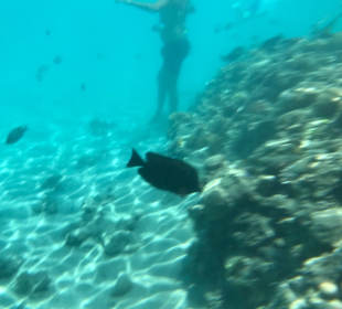 Schnorcheln Makadi Bay