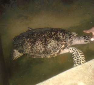 Becken mit einer Schildkröte