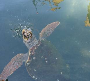Schildkröte am Hafen