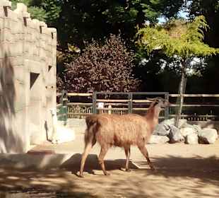 ZOO José Cruz Conde