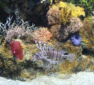 National Aquarium Malta