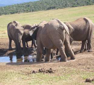 Am Wasserloch im Addo Park