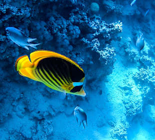 Schnorcheln Makadi Bay