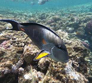 Schnorcheln Marsa Alam