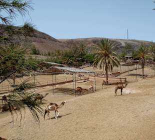 Oasis Park - Fuerteventura