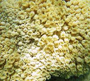 Plapper-Straußkoralle