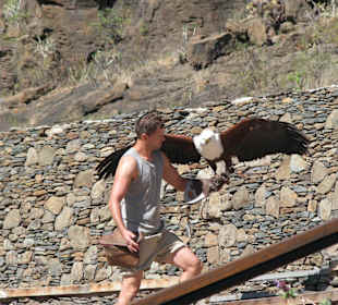 Greifvogelshow - Weißkopf-Seeadler