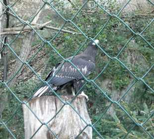 Zoo Brno