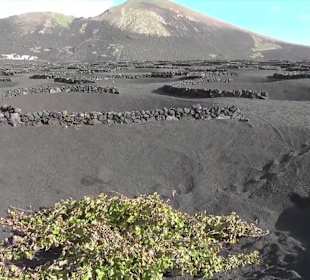 Bodega + Museum El Grifo