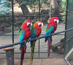 Parrots at Casela