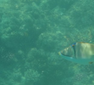 Arabischer Picassodrücker